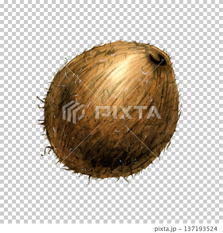 Whole coconut watercolor botanical isolated illustration. 137193524