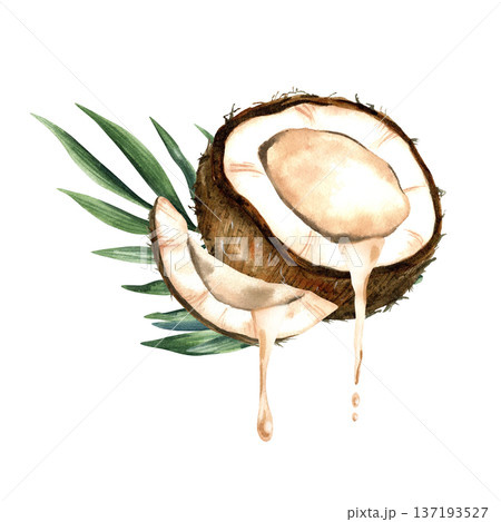Watercolor coconut composition with half and slice with milk and tropical leaves. Botanical isolated illustration. 137193527