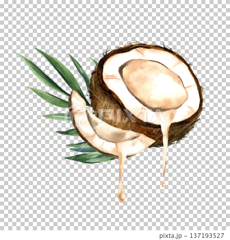 Watercolor coconut composition with half and slice with milk and tropical leaves. Botanical isolated illustration. 137193527