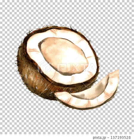 Watercolor coconut composition with half and slice. Botanical food illustration. Watercolor coconut composition with half and slice. Botanical food illustration. 137193528