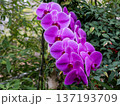 気品漂う蘭 137193709