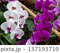気品漂う蘭 137193710