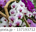 気品漂う蘭 137193712