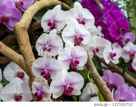 気品漂う蘭 137193712