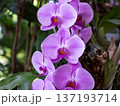 気品漂う蘭 137193714