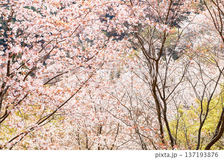 美しい吉野下千本の桜 七曲りより 奈良県 美しい吉野下千本の桜 七曲りより 奈良県 137193876