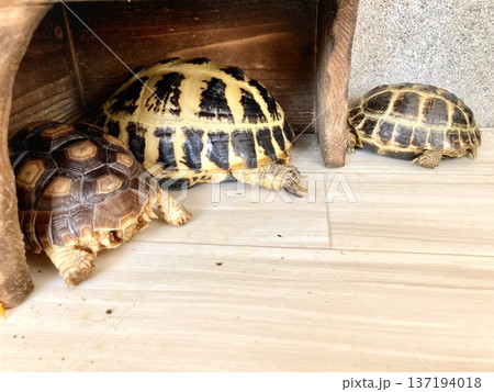 シェルターで寝るロシアリクガメとケヅメリクガメ シェルターで寝るロシアリクガメとケヅメリクガメ 137194018