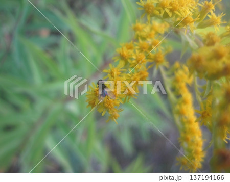 A tiny fly rests on vibrant yellow goldenrod flowers, capturing a moment of pollination in the late summer sun, showcasing the intricate beauty of nature and its interactions. 137194166