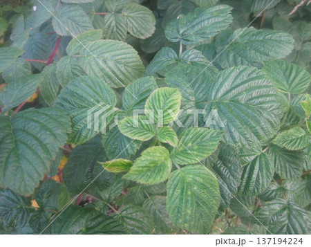A close-up of a raspberry bush, highlighting the lush green leaves and vibrant berries. Perfect for nature-themed projects, gardening articles, or healthy lifestyle content. 137194224