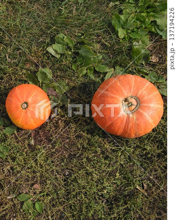 A vibrant image of two pumpkins of varying sizes on green grass, representing autumn harvest. Ideal for fall themes, seasonal recipes, and Thanksgiving celebrations. A vibrant image of two pumpkins of varying sizes on green grass, representing autumn harvest. Ideal for fall themes, seasonal recipes, and Thanksgiving celebrations. 137194226