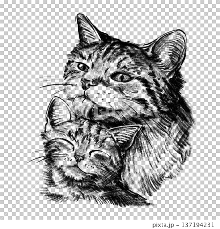 Domestic cat washing kitten illustration in black and white pencil style isolated on white background. Hand drawn mother grooming baby symbolizing care, tenderness, motherhood and Mothers Day love Domestic cat washing kitten illustration in black and white pencil style isolated on white background. Hand drawn mother grooming baby symbolizing care, tenderness, motherhood and Mothers Day love 137194231