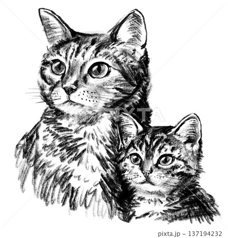 Domestic cat with kitten portrait illustration in black and white pencil style isolated on white background. Hand drawn realistic mother cat and baby symbolizing parenting, care and family love. High Domestic cat with kitten portrait illustration in black and white pencil style isolated on white background. Hand drawn realistic mother cat and baby symbolizing parenting, care and family love. High 137194232