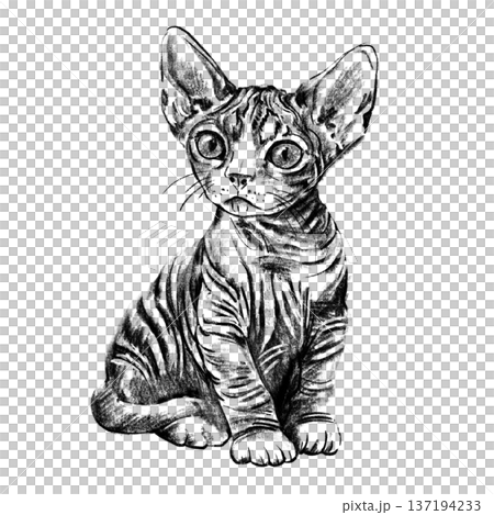 Sphynx kitten portrait illustration in black and white pencil style isolated on white background. Hand drawn realistic hairless young cat with wrinkles, big ears and expressive eyes for design. High Sphynx kitten portrait illustration in black and white pencil style isolated on white background. Hand drawn realistic hairless young cat with wrinkles, big ears and expressive eyes for design. High 137194233
