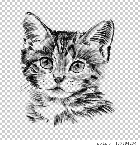 Stray kitten portrait illustration in black and white pencil style isolated on white background. Hand drawn cute young street cat face with expressive eyes, soft fur texture and detailed sketch Stray kitten portrait illustration in black and white pencil style isolated on white background. Hand drawn cute young street cat face with expressive eyes, soft fur texture and detailed sketch 137194234
