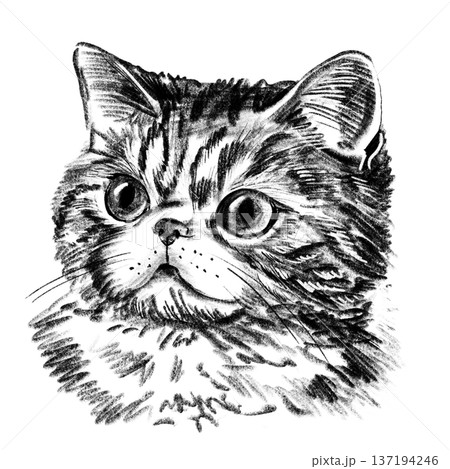 Exotic Shorthair cat portrait illustration in black and white pencil style isolated on white background. Hand drawn realistic feline face with round eyes, flat muzzle and soft fur texture for design 137194246