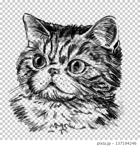 Exotic Shorthair cat portrait illustration in black and white pencil style isolated on white background. Hand drawn realistic feline face with round eyes, flat muzzle and soft fur texture for design Exotic Shorthair cat portrait illustration in black and white pencil style isolated on white background. Hand drawn realistic feline face with round eyes, flat muzzle and soft fur texture for design 137194246
