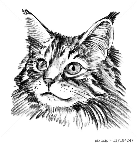Maine Coon cat portrait illustration in black and white pencil style isolated on white background. Hand drawn realistic fluffy feline face with long fur, tufted ears and expressive eyes for design Maine Coon cat portrait illustration in black and white pencil style isolated on white background. Hand drawn realistic fluffy feline face with long fur, tufted ears and expressive eyes for design 137194247
