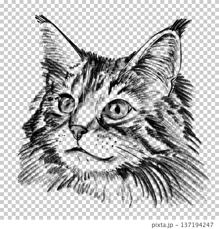 Maine Coon cat portrait illustration in black and white pencil style isolated on white background. Hand drawn realistic fluffy feline face with long fur, tufted ears and expressive eyes for design Maine Coon cat portrait illustration in black and white pencil style isolated on white background. Hand drawn realistic fluffy feline face with long fur, tufted ears and expressive eyes for design 137194247