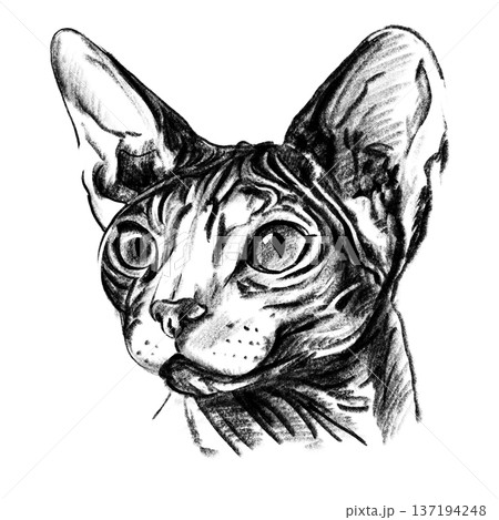 Sphynx cat portrait illustration in black and white pencil style isolated on white background. Hand drawn realistic hairless feline face with wrinkles, big ears and expressive eyes for design use Sphynx cat portrait illustration in black and white pencil style isolated on white background. Hand drawn realistic hairless feline face with wrinkles, big ears and expressive eyes for design use 137194248