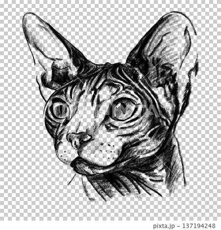 Sphynx cat portrait illustration in black and white pencil style isolated on white background. Hand drawn realistic hairless feline face with wrinkles, big ears and expressive eyes for design use 137194248