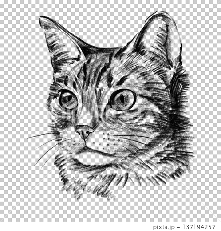 Domestic cat portrait illustration in black and white pencil style isolated on white background. Hand drawn realistic feline face with detailed fur texture, expressive eyes, pet themed artwork . High 137194257