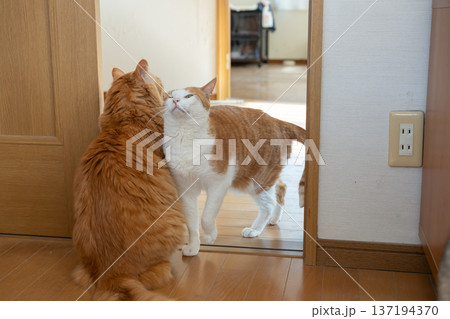 すりすりする仲良しな二匹の猫 すりすりする仲良しな二匹の猫 137194370