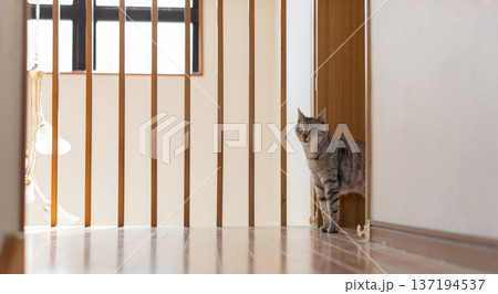 家の中を歩く猫 サバトラ猫 家の中を歩く猫 サバトラ猫 137194537