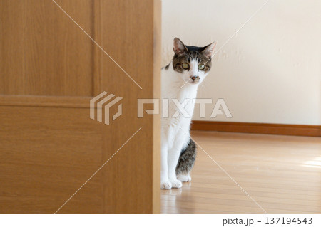 ドアの隙間から覗きこむ猫 キジトラ猫 ドアの隙間から覗きこむ猫 キジトラ猫 137194543