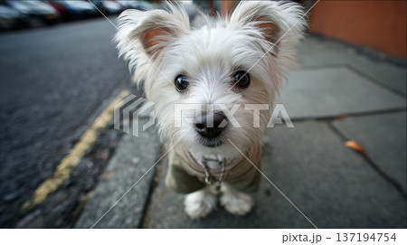 A cute white puppy wearing a green sweater looks directly at the camera on a city street 137194754
