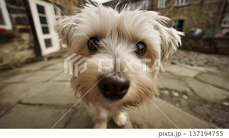 Small white dog sitting on urban sidewalk 137194755