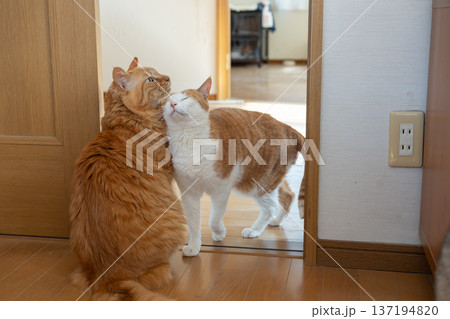 すりすりする仲良しな二匹の猫 すりすりする仲良しな二匹の猫 137194820