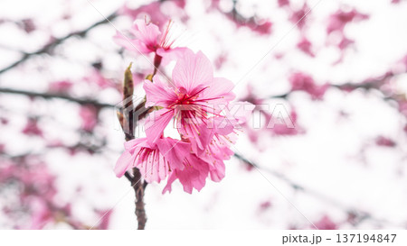 桜 さくら サクラ 137194847