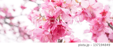 桜 さくら サクラ 137194849