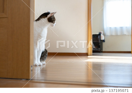 ドアの隙間から覗きこむ猫 キジトラ猫 ドアの隙間から覗きこむ猫 キジトラ猫 137195071