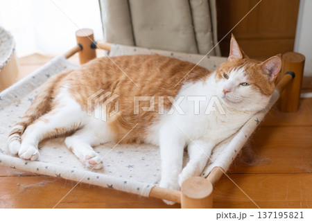 寝転んでくつろぐ猫 茶トラ白 寝転んでくつろぐ猫 茶トラ白 137195821