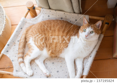寝転んでくつろぐ猫　茶トラ白 137195824