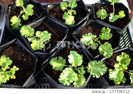 Kale seedling in nursery plastic bags. Kale seedling in nursery plastic bags. 137196212