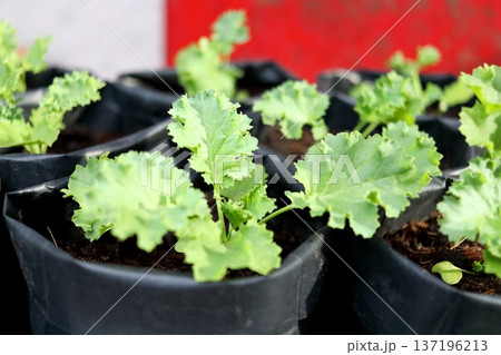Close up kale sapling in bag. Close up kale sapling in bag. 137196213
