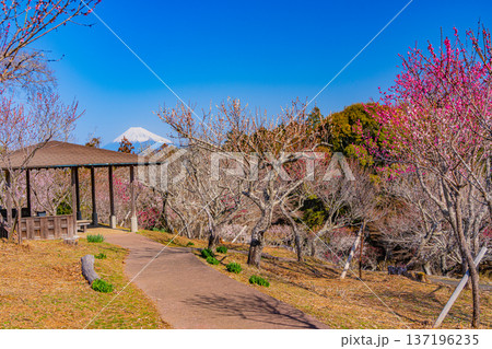 (静岡県)修善寺梅林から見る富士山 (静岡県)修善寺梅林から見る富士山 137196235