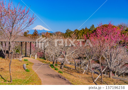 (静岡県)修善寺梅林から見る富士山 (静岡県)修善寺梅林から見る富士山 137196238