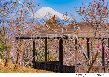 （静岡県）修善寺梅林から見る富士山 137196240