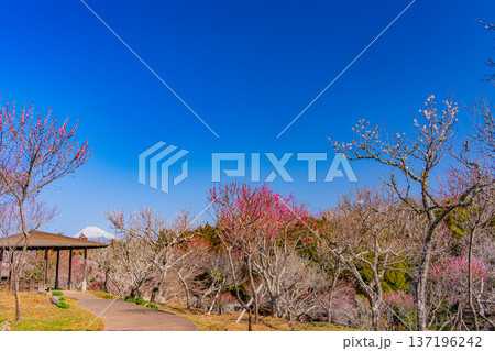 （静岡県）修善寺梅林から見る富士山 137196242