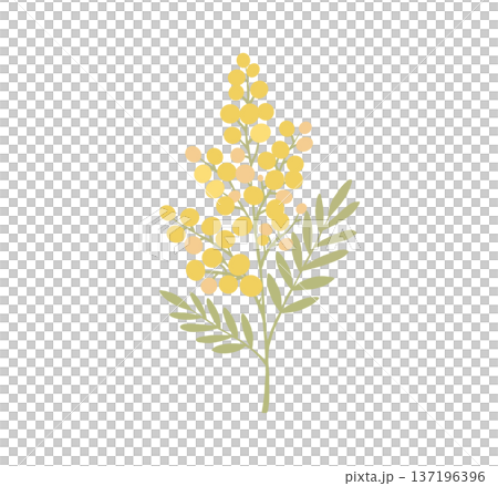 黃色含羞草花插圖 黃色含羞草花插圖 137196396