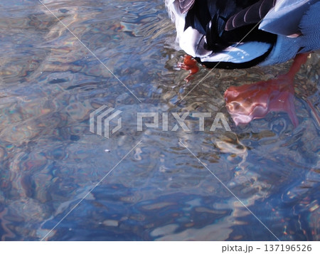 鴨 137196526