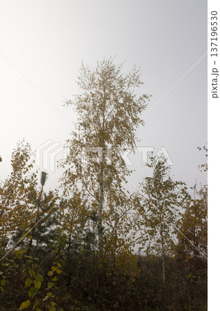 yellow foliage on a birch tree in cloudy weather in the forest, foggy morning and deciduous birch tree with the last yellow foliage before the fall, foggy weather with thick fog 137196530