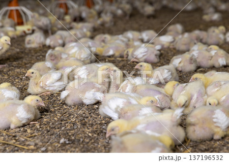 little chickens in soft yellow fluff and the first white feathers on their wings, young yellow puffs with feathers chickens at a large broiler poultry farm 137196532