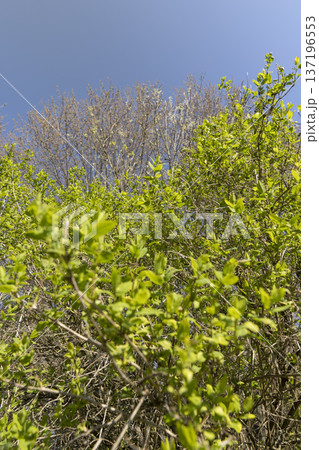 a large amount of fresh bright green foliage on the shrub in the spring season, green new beautiful leaves a large amount of fresh bright green foliage on the shrub in the spring season, green new beautiful leaves 137196553