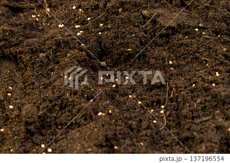 daikon seeds in the soil in the spring of the year, several daikon seeds lie in the ground for planting and obtaining a new crop daikon seeds in the soil in the spring of the year, several daikon seeds lie in the ground for planting and obtaining a new crop 137196554
