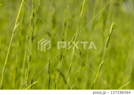 green tall flax sprouts in the summer in the field, flax in a cold climate, sunny warm bright weather in the agricultural field 137196564