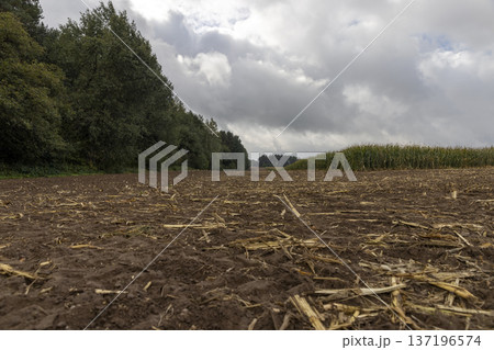 a corn field in cloudy autumn weather during harvest, an agricultural field with a ripe corn crop that is harvested and after harvesting, the soil and pieces of corn are left 137196574